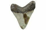 Fossil Megalodon Tooth - North Carolina #273957-1